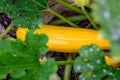 Golden Yellow Squash, a variety of zucchini, growing in a kitchen garden, ripe and unripe on the vine