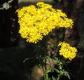 Golden yellow in summer shade.