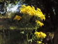 Golden yellow in summer shade.