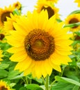 A Golden Yellow Sunflower blooming with a Honey Bee