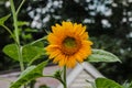A Golden Yellow Sunflower Standing Up During the Day Royalty Free Stock Photo