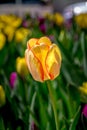 Golden yellow tulip with red edge