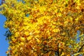 Golden yellow tulip tree Liriodendron tulipifera