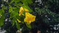 Golden yellow Urai flowers bloom in the flowering season Royalty Free Stock Photo