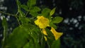 Golden yellow Urai flowers bloom in the flowering season Royalty Free Stock Photo
