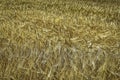 Golden yellow wheat field close-up
