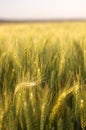 Golden yellow wheat plantation