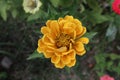 golden yellow zinnia flower
