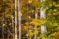 Golden young beech tree with colorful autumn leaves on a sunny day Royalty Free Stock Photo