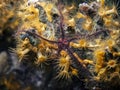 Golden Zoanthid on Green Finger Sponge Royalty Free Stock Photo