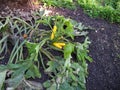 Golden zucchini in a vegetable patch in autumn