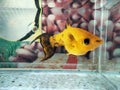 goldenblack including ornamental fish Royalty Free Stock Photo