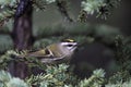 Goldencrowned Kinglet Royalty Free Stock Photo