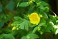 Goldencup St. Johns Wort Hypericum patulum in Avoca garden, Ireland Royalty Free Stock Photo