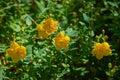 Goldencup St. Johns Wort Hypericum patulum in Avoca garden, Ireland Royalty Free Stock Photo