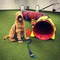 Goldendoodle at agility lesson