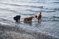 Goldendoodle and Australian Shepherd dogs playing in the sea. Frolicking in the water Royalty Free Stock Photo