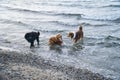 Goldendoodle and Australian Shepherd dogs playing in the sea. Frolicking in the water Royalty Free Stock Photo