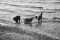 Goldendoodle and Australian Shepherd dogs playing in the sea. Frolicking in the water Royalty Free Stock Photo