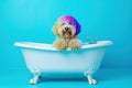 goldendoodle in different colors in white Cambridge in the monochrome blue background Generative AI