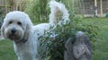 Goldendoodle Dog and Angel in the Garden Royalty Free Stock Photo