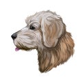 Goldendoodle dog digital art illustration isolated on white