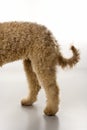 Goldendoodle dog hindquarters. Royalty Free Stock Photo