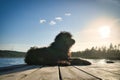 Goldendoodle dog on a jetty by a lake in Sweden. Nature in Scandinavia with a pet