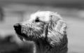 Goldendoodle dog profile closeup