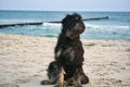 Goldendoodle dog sits on the beach of the Baltic Sea. Black and tan coat. Groyne