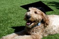 Goldendoodle Dog Wearing a Black Graduation Cap