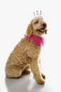 Goldendoodle dog wearing costume.