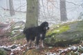 Goldendoodle in the forest in snow and fog. Pet in nature. Man\'s best friend