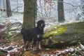 Goldendoodle in the forest in snow and fog. Pet in nature. Man\'s best friend