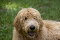 GoldenDoodle having some Down Time in the Back Yard lawn Royalty Free Stock Photo