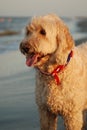 A Goldendoodle on his first trip to the beach in Hilton Head, South Carolina.