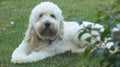Goldendoodle Laying on the Grass Royalty Free Stock Photo