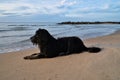 Goldendoodle is lying on the beach by the sea and ready to play. Waves in the water