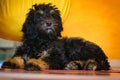 goldendoodle puppy in color black and tan. Hybrid dog from golden retriever and poodle