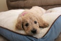 Goldendoodle Puppy Dog