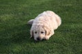 Goldendoodle Puppy Dog on Grass