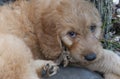 Goldendoodle Puppy Gazes at the Camera