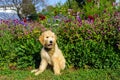 Goldendoodle puppy poses with a bandana for a dog portrait in front of a flower bed. Royalty Free Stock Photo