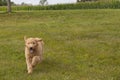 Goldendoodle Puppy Running With Ears and Tongue Flying