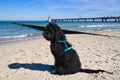 goldendoodle sitting on the Baltic Sea in front of the pier overlooking the sea. black and tan