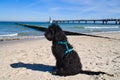 goldendoodle sitting on the Baltic Sea in front of the pier overlooking the sea. black and tan