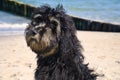 goldendoodle sitting on the Baltic Sea in front of the pier overlooking the sea. black and tan