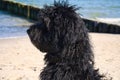 goldendoodle sitting on the Baltic Sea in front of the pier overlooking the sea. black and tan