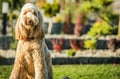 Goldendoodle Sitting On Grass In Yard Outside House