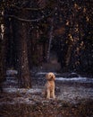 Goldendoodle sitting in the snowy forest and enjoying soft snowflakes, trees blurred background